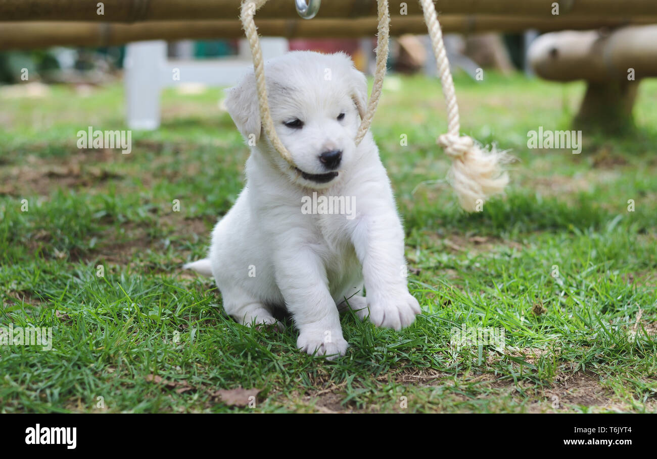 Creole Dog Photos Creole Dog Images Alamy