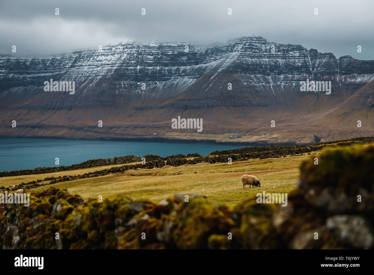 Les moutons placés le hike à Kap Enniberg en face de brumeuse, ses montagnes couvertes de neige dans la région de Viðareiði (îles Féroé, Danemark, Europe) Banque D'Images
