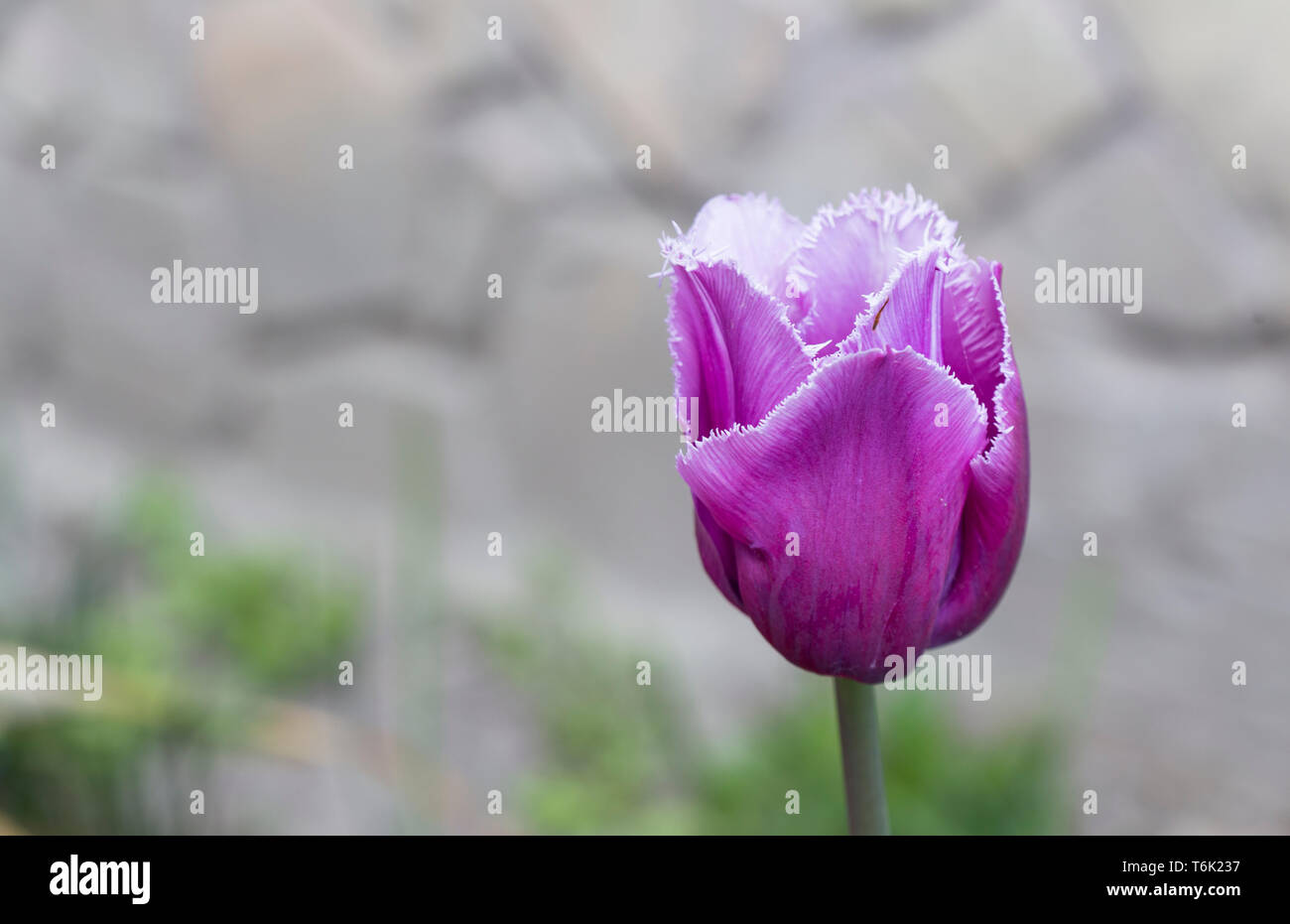 Blooming rose tulip dans jardin. Banque D'Images