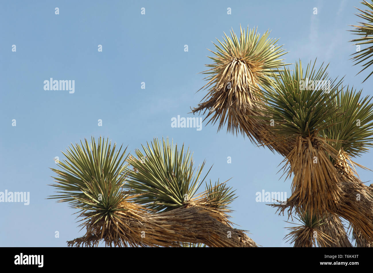 Détail du feuillage de Joshua tree, Big Rock Creek Wildlife Sanctuary, en Californie. Photographie numérique Banque D'Images