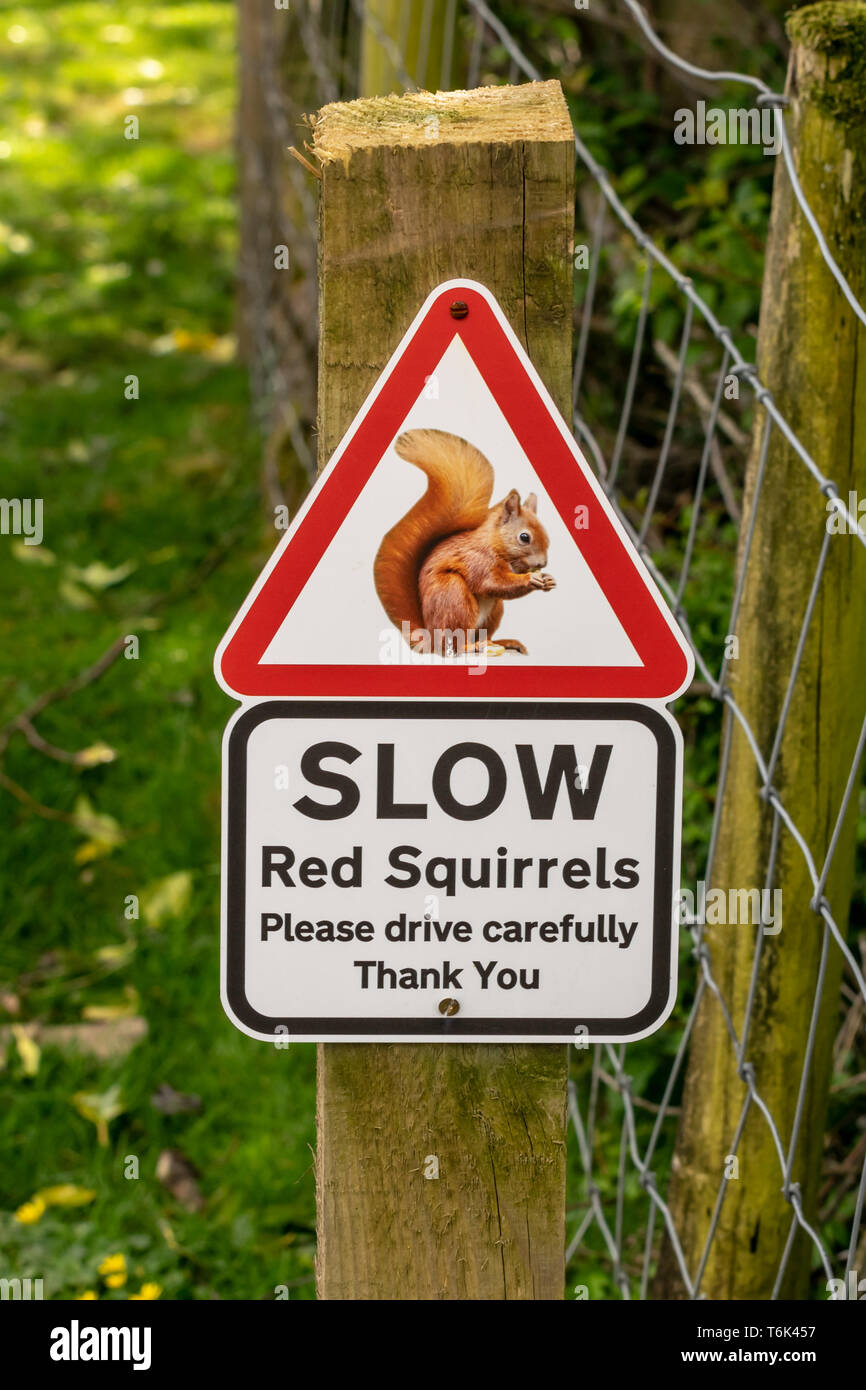 Triangle d'avertissement rouge signe les automobilistes de la présence d'écureuils rouges Banque D'Images