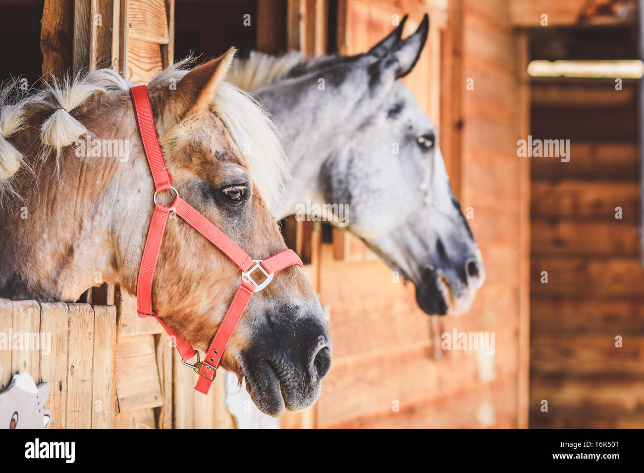 Cheval Haflinger et cheval gris à la recherche de porte de l'écurie Banque D'Images