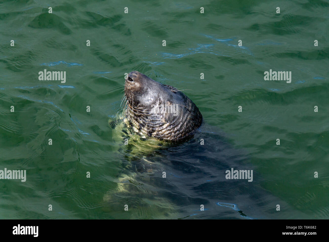 Phoque gris Halichoerus grypus tête est proche par dormir sur la surface de la mer Banque D'Images