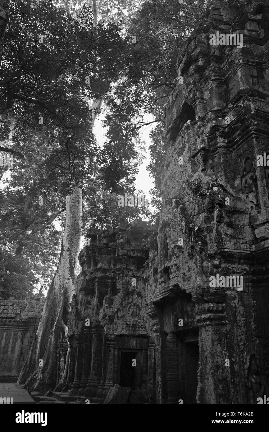 Dans les temples de la troisième enceinte, Ta Prohm, Angkor, Siem Reap, Cambodge. Version noir et blanc Banque D'Images
