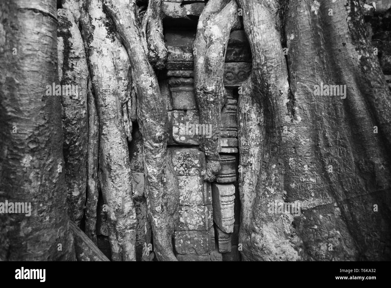 Détail de pierres sculptées et arbre-racine, cour intérieure, Ta Prohm, Angkor, Siem Reap, Cambodge. Version noir et blanc Banque D'Images