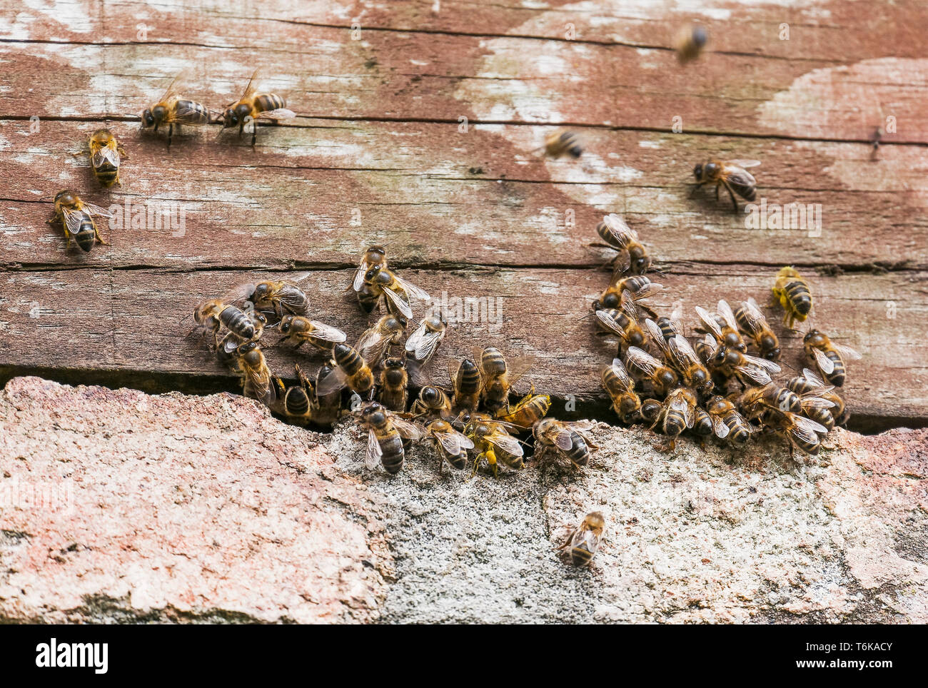 Colonie d'abeilles Banque D'Images