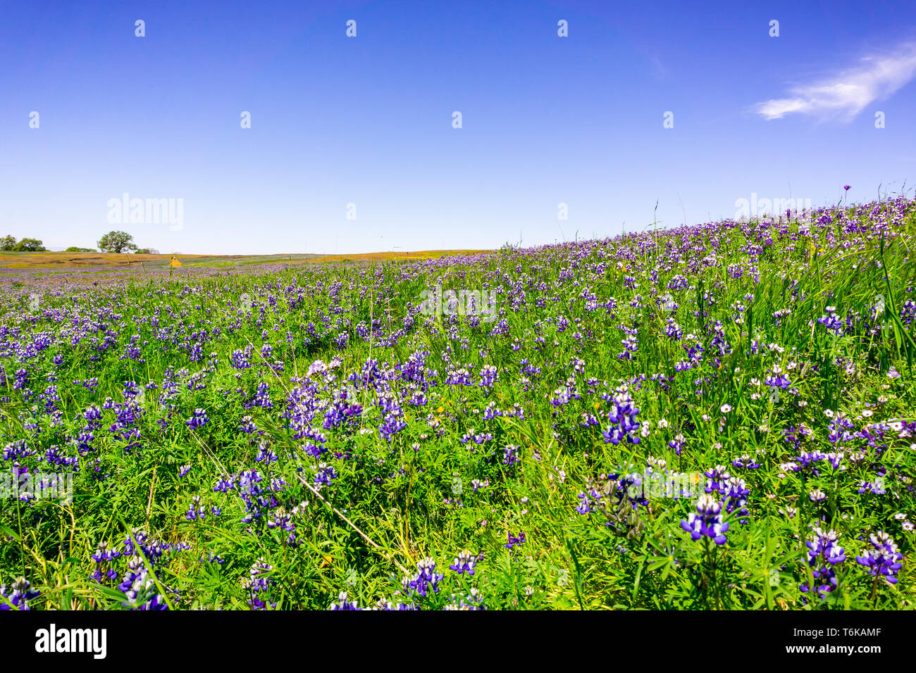 Ciel couvert de prés le lupin (Lupinus nanus) fleurs sauvages, au nord de la réserve écologique de Table, d'Oroville, Californie Banque D'Images