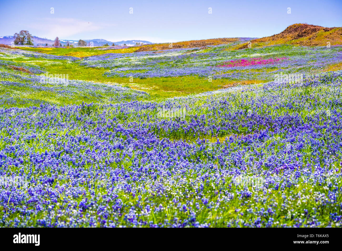 Ciel couvert de prés le lupin (Lupinus nanus) fleurs sauvages, au nord de la réserve écologique de Table, d'Oroville, Californie Banque D'Images