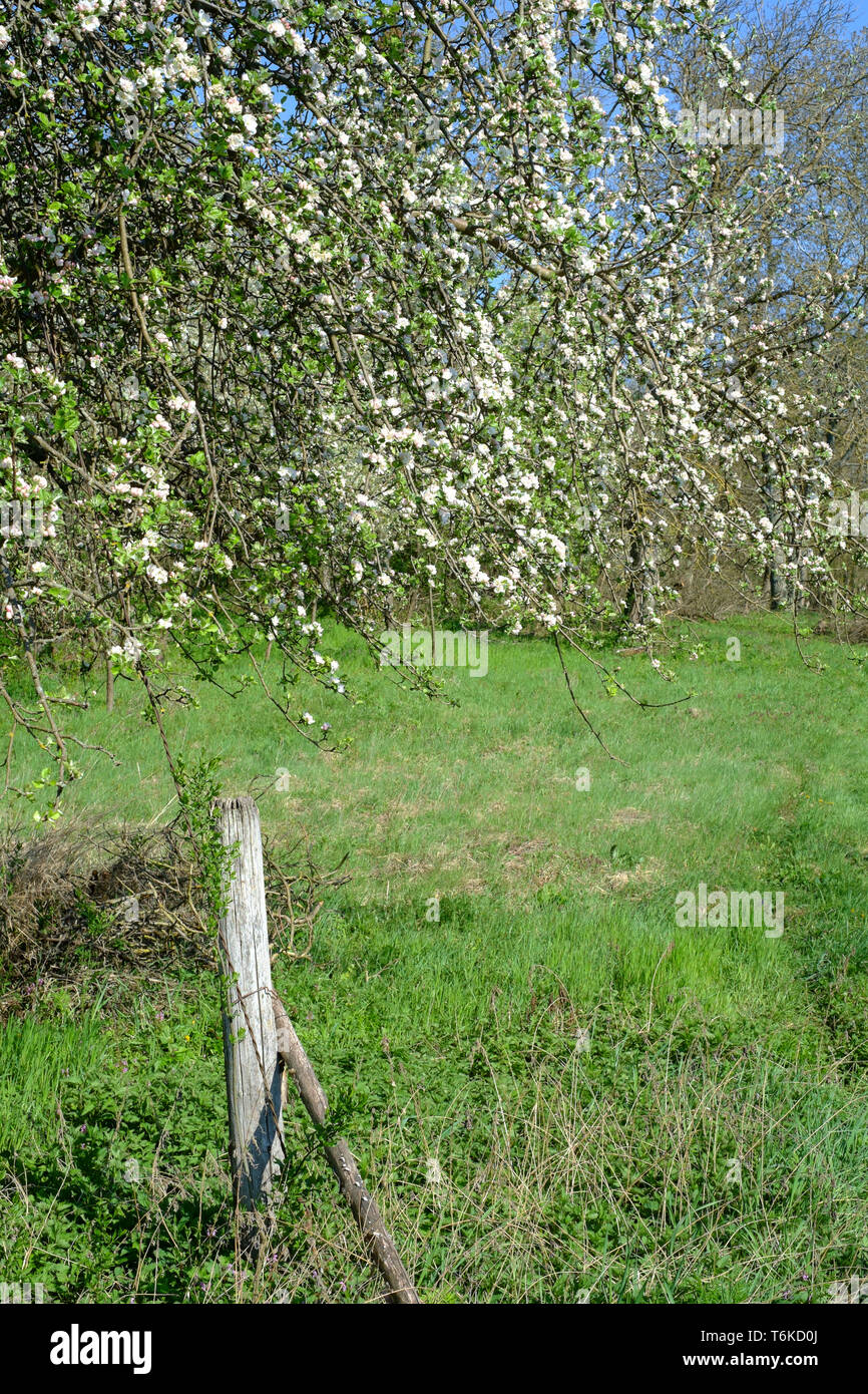 De plus en plus fleur blanc et rose sur un pommier Malus pumila dans un jardin envahi par la hongrie Zala County Banque D'Images