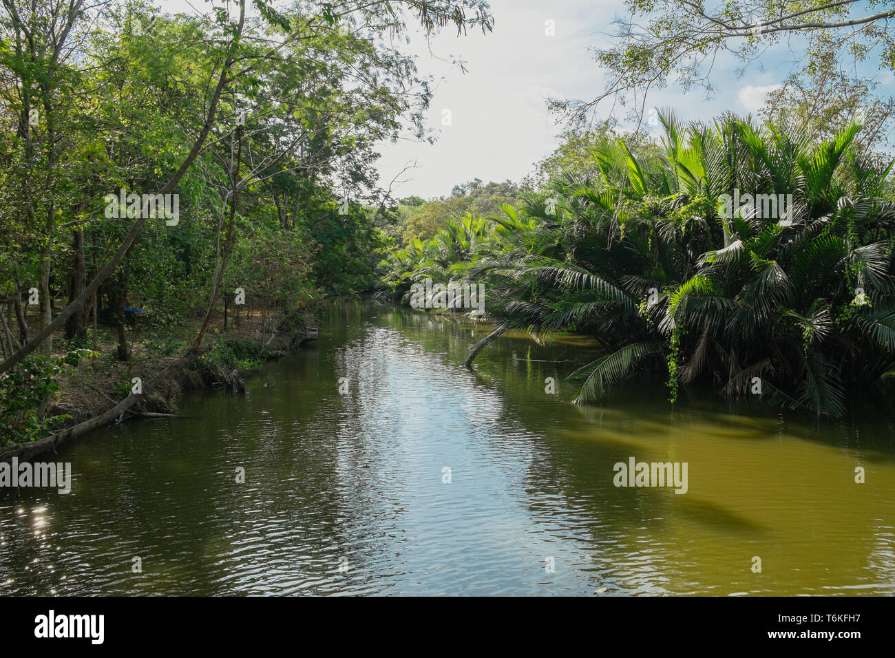 Scène pacifiquement de creek qui coule à travers une palmeraie de Nipa. Dans l'écosystème Sri Nakhon Khuan Khan Park. Bang Krachao. La Thaïlande. Banque D'Images