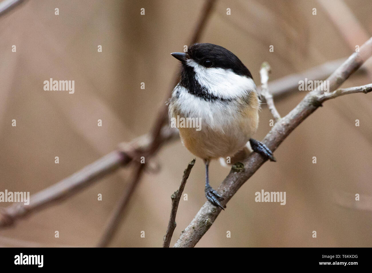 Faune La faune Oiseaux oiseau minuscule petite Mésange noire Banque D'Images