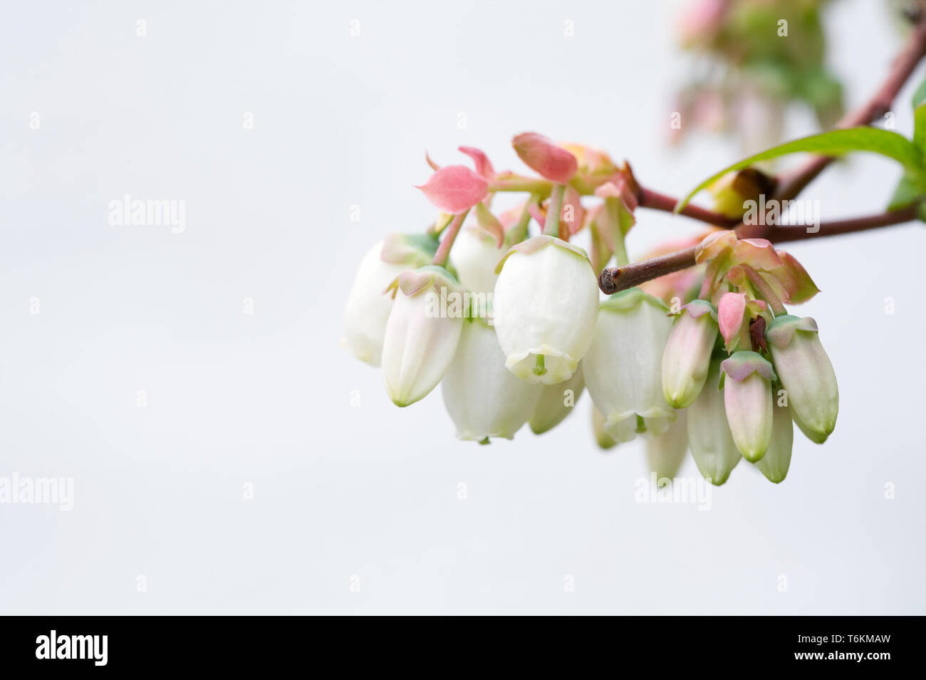 Vaccinium corymbosum. Fleurs de bleuet contre un mur blanc. Banque D'Images