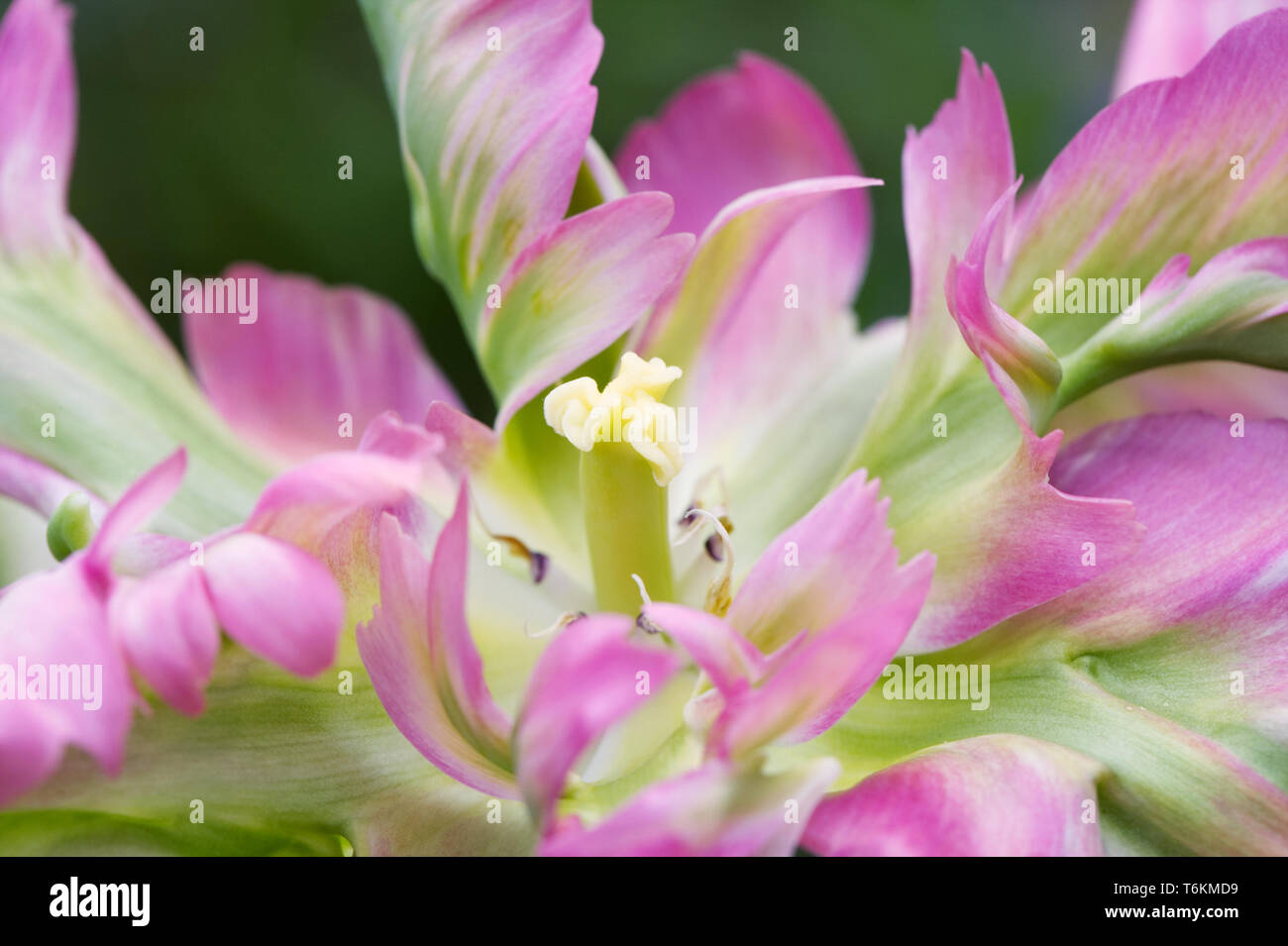 Tulipa 'Vague Verte' fleur. Banque D'Images