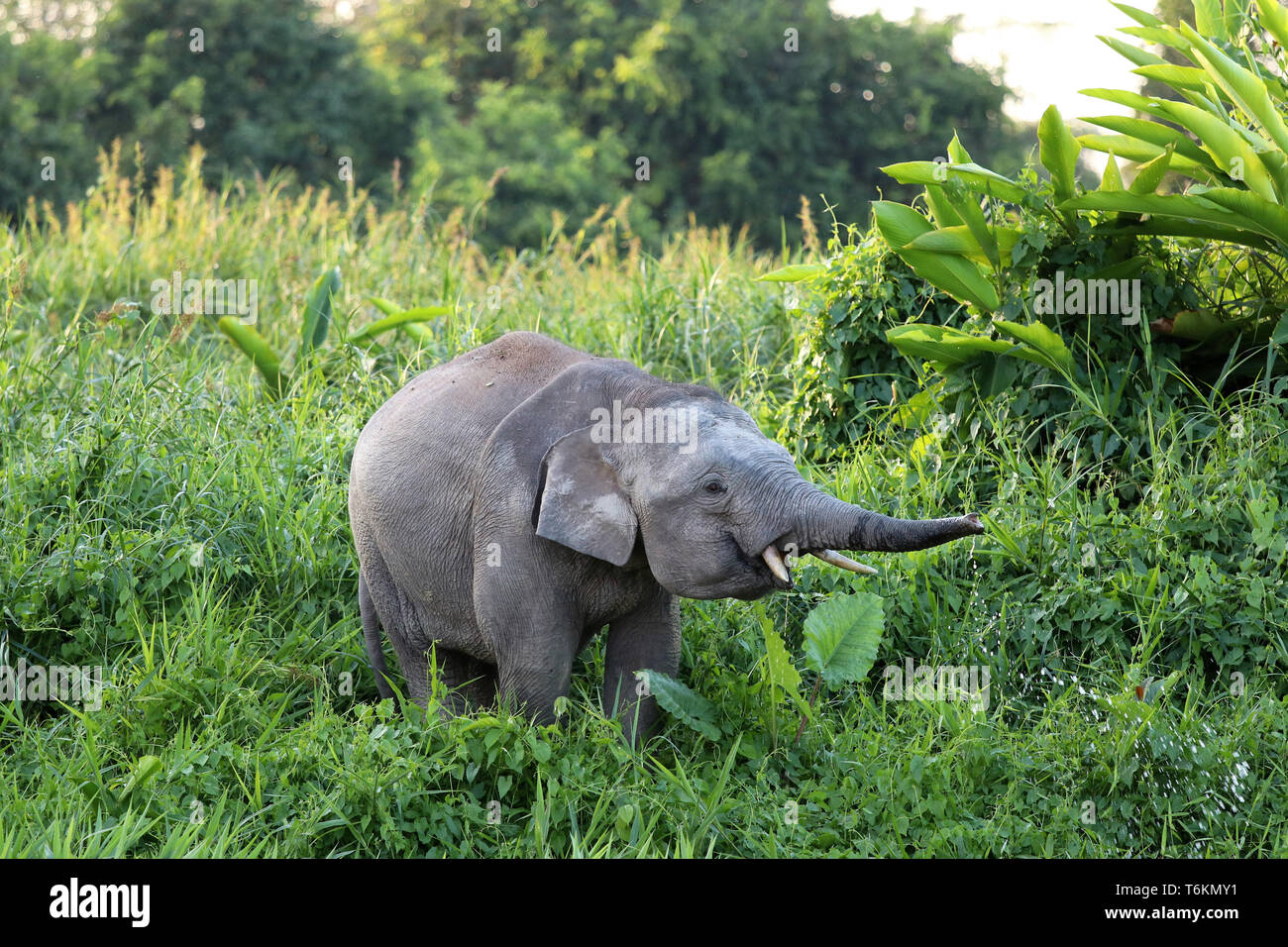 L'éléphant pygmée Bornéo (Elephas maximus borneensis) - Asie Malaisie Bornéo Banque D'Images