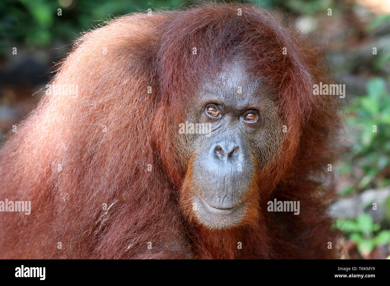 Borneo-Orang-outans (Pongo pygmaeus) - Semenggoh Bornéo Malaisie Asie Banque D'Images