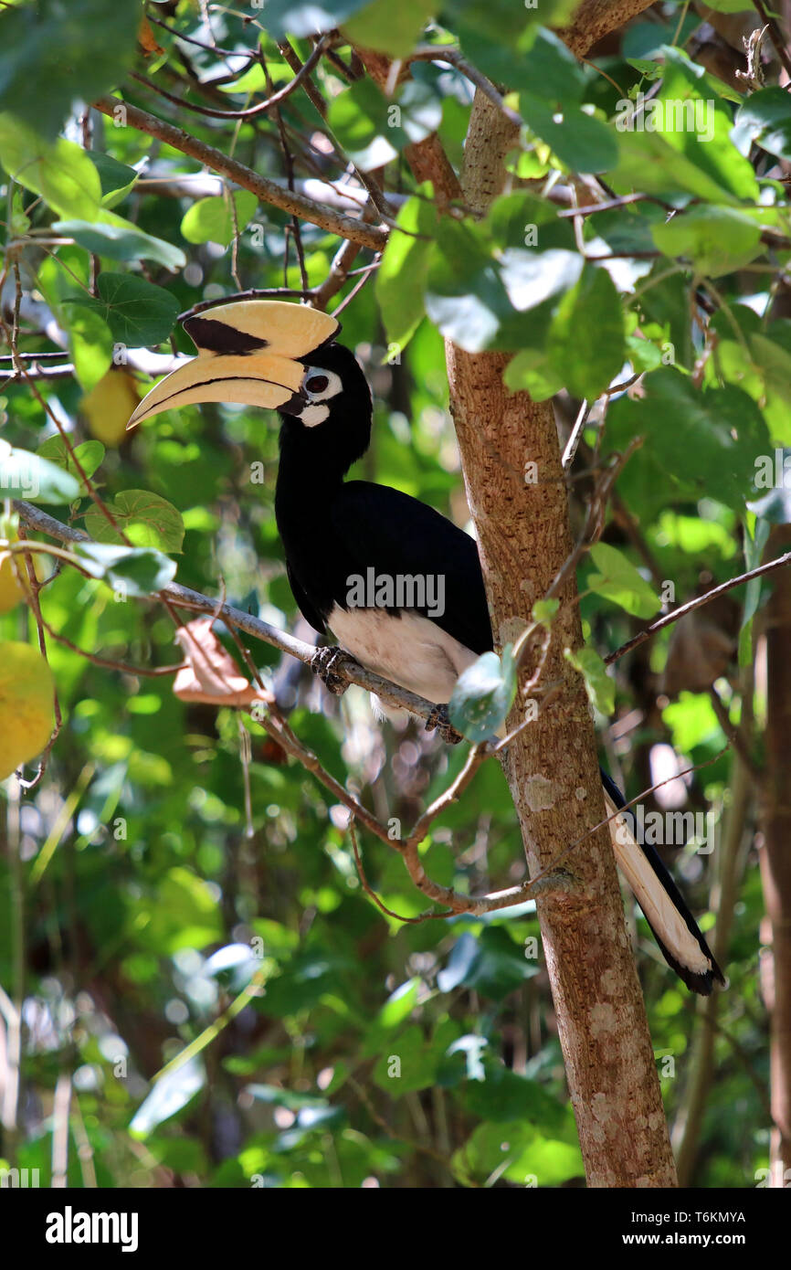 Pied oriental calao (Anthracoceros albirostris) - Asie Malaisie Bornéo Banque D'Images