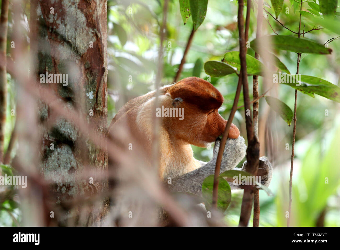 Proboscis Monkey (Nasalis larvatus) homme de manger - Bornéo Malaisie Asie Banque D'Images