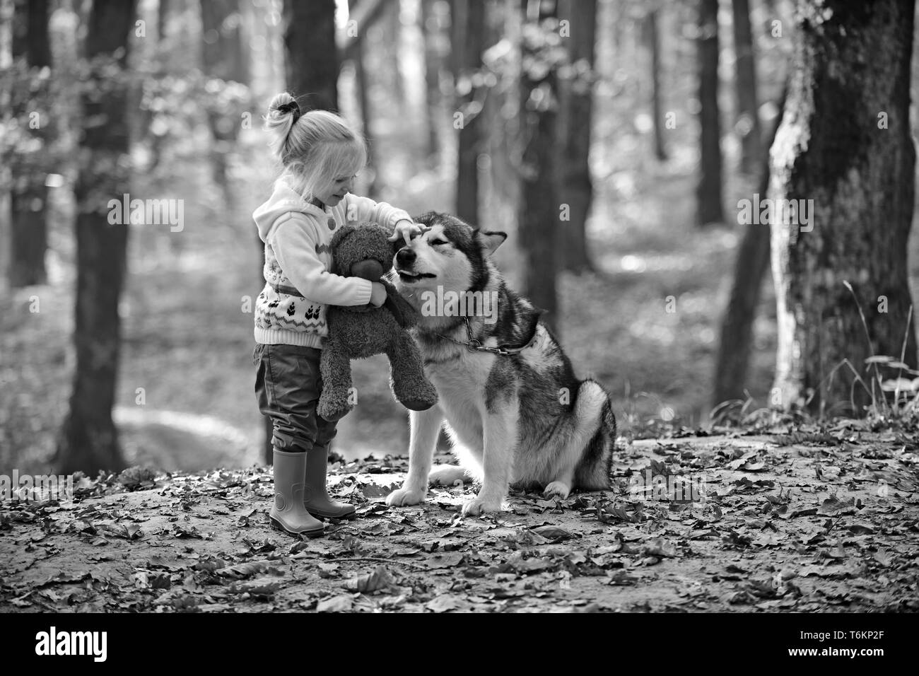 Jeu de fille avec Husky et ours sur l'air frais extérieur. Fille avec chien en forêt d'automne Banque D'Images