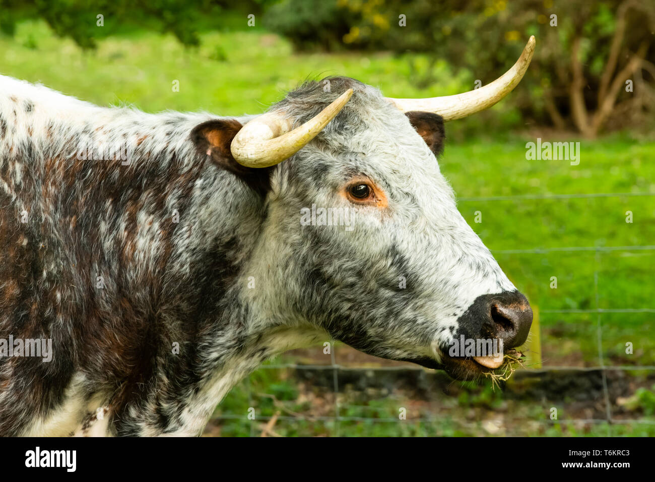 Gros plan d'une vache Longhorn, une ancienne race de bétail sur les pâturages dans le Yorkshire du Nord. Faisant face à droite, de mâcher de la CUD. Paysage. Banque D'Images