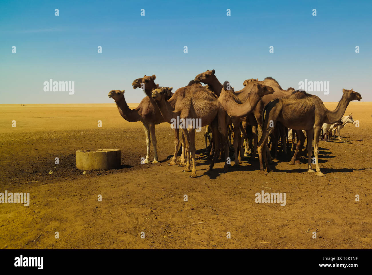 Portrait de boire les chameaux au désert et dans Ouled-Rachid à Batha, Chad Banque D'Images