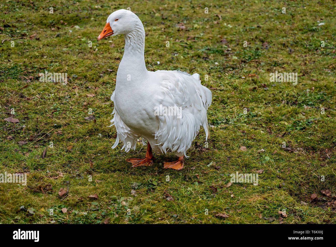 Beau blanc avec des plumes d'oie bouclés en Allemagne appelé Ungarische Lockengans Banque D'Images