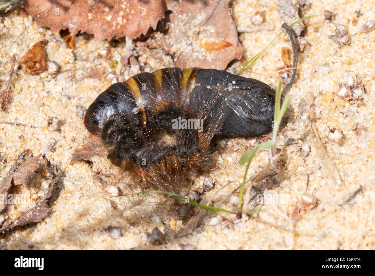 Fox Moth chrysalide (Macrothylacia rubi) et jeter la peau mue larvaire (caterpillar) mue ou lors d'une lande de Surrey, UK site. La métamorphose, le développement. Banque D'Images