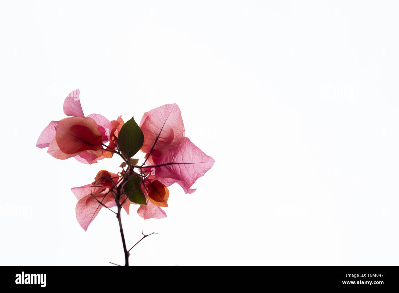 Bougainvillée rouge rose sur un fond de ciel blanc Banque D'Images