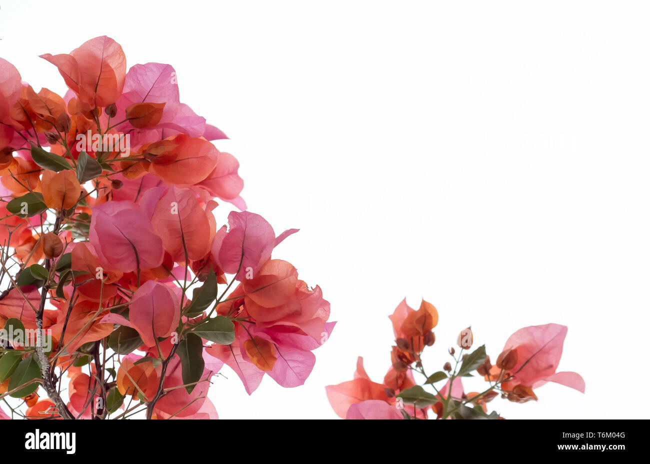 Bougainvillée rouge rose sur un fond de ciel blanc Banque D'Images