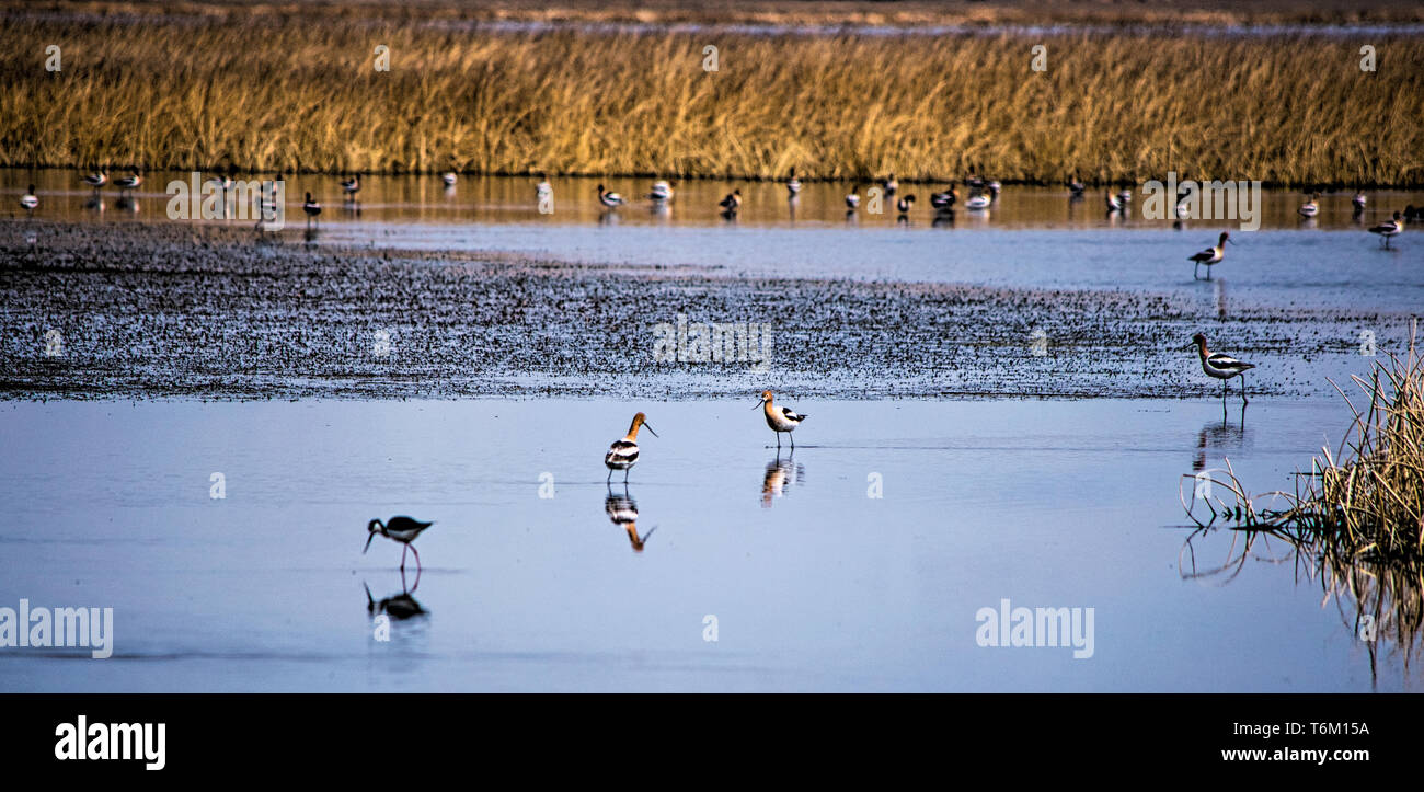 Avocettes américain à l'état sauvage Banque D'Images