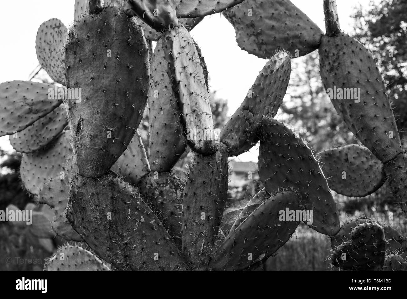 Cactus en noir et blanc Banque D'Images