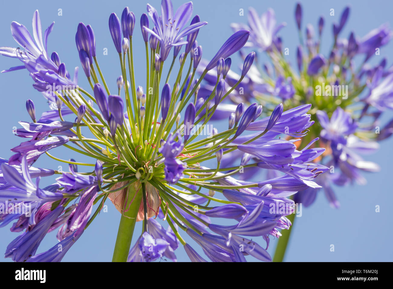 Macro-vision d'agapanthus purple against a blue sky Banque D'Images