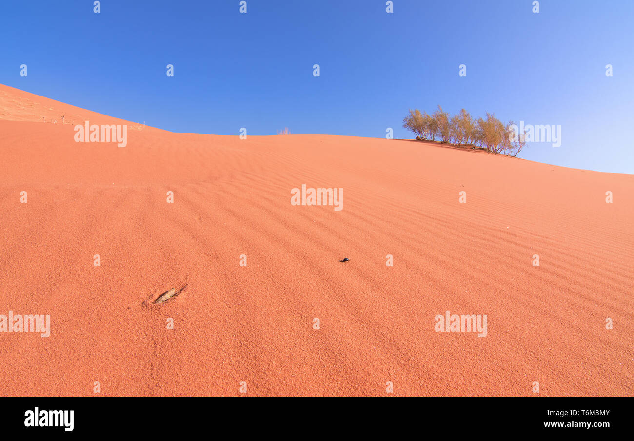 Sauterelle sur le sable rouge au désert du Wadi Rum, Jordanie. Banque D'Images