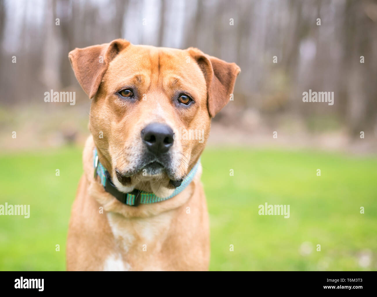 Un Labrador Retriever dog outdoors Banque D'Images