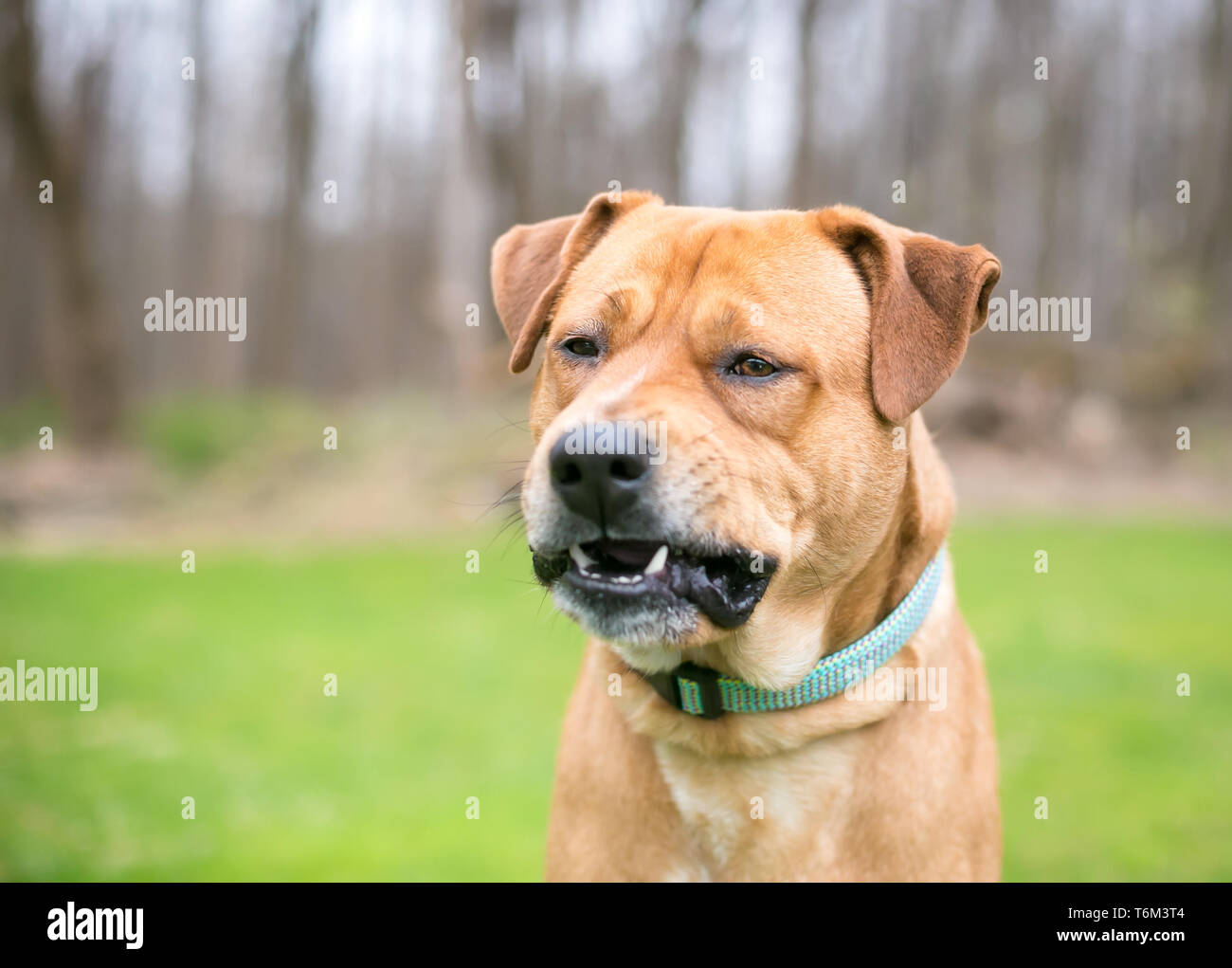 Un Labrador Retriever dog de mâcher avec un drôle d'expression sur son visage Banque D'Images