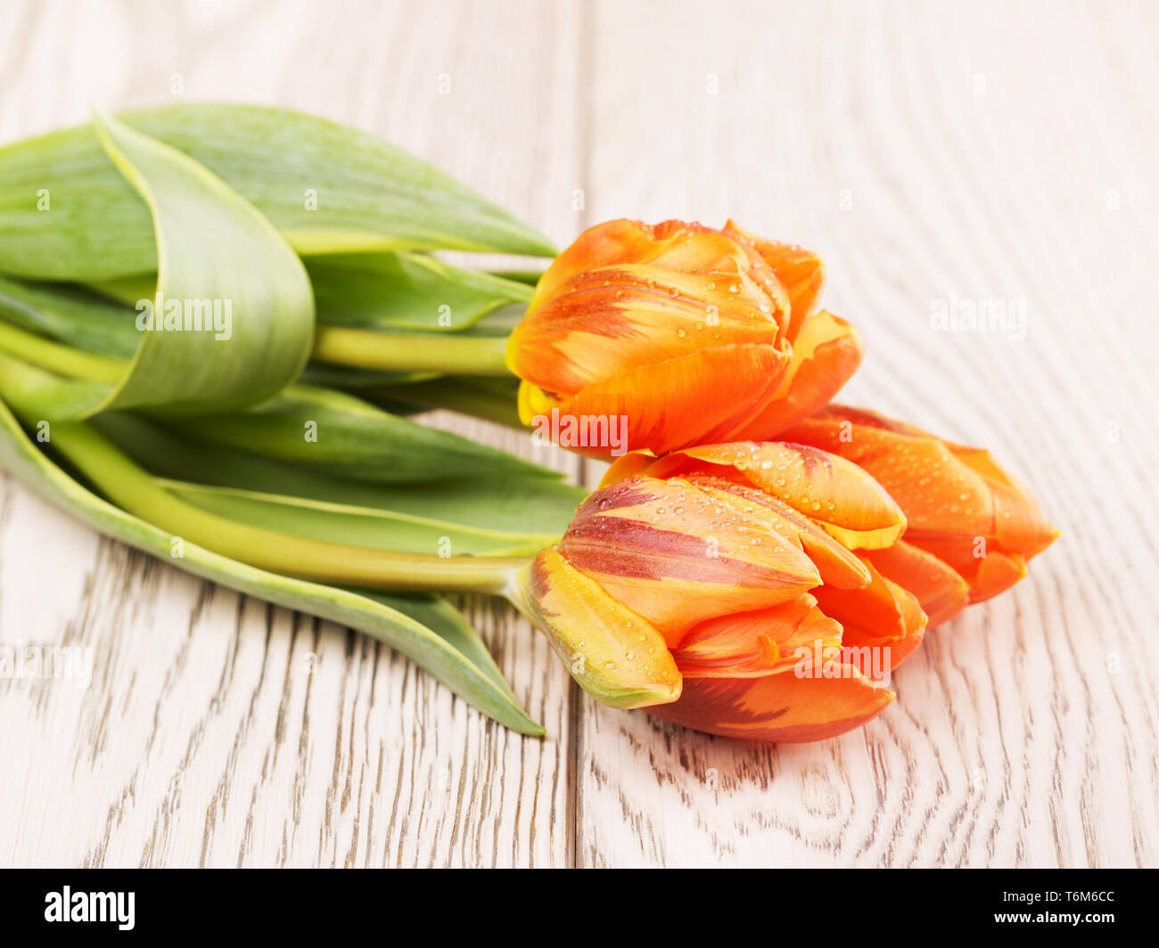 Fleurs de tulipe Orange Banque D'Images