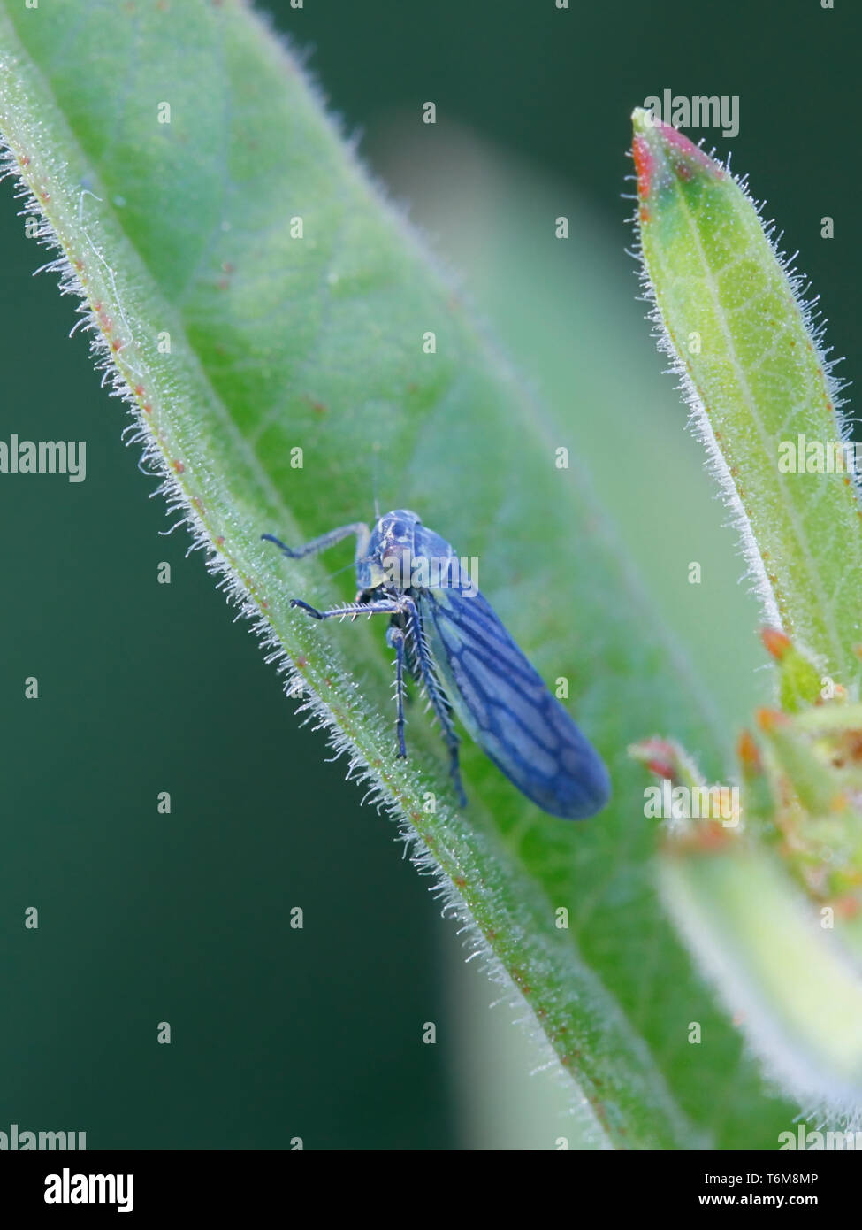 Sonronius dahlbomi, petite cicadelle bleu reposant sur salicaire en Finlande Banque D'Images