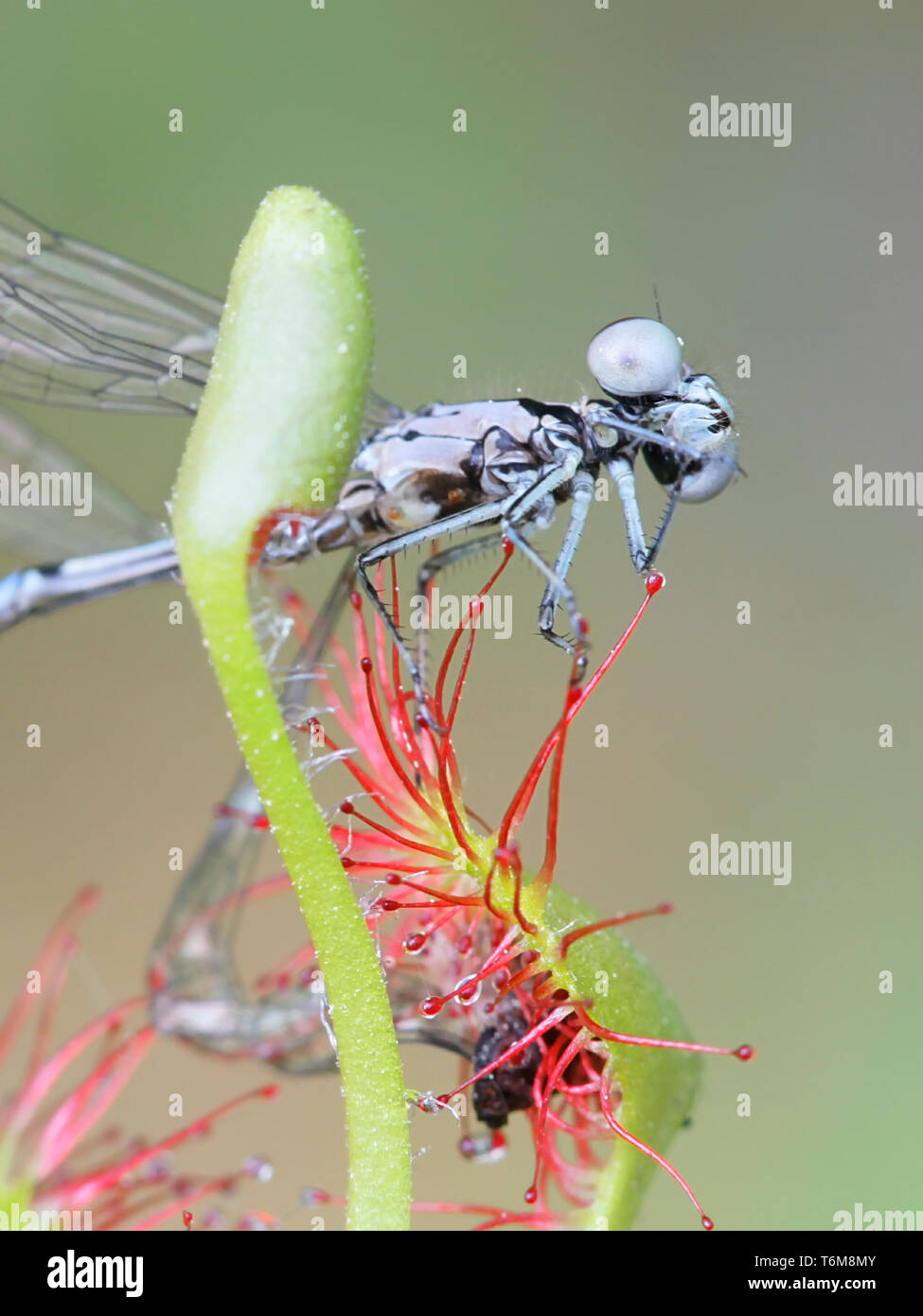 Bluet arctique, demoiselle Coenagrion johanssoni, capturé par rossolis, une plante carnivore Banque D'Images