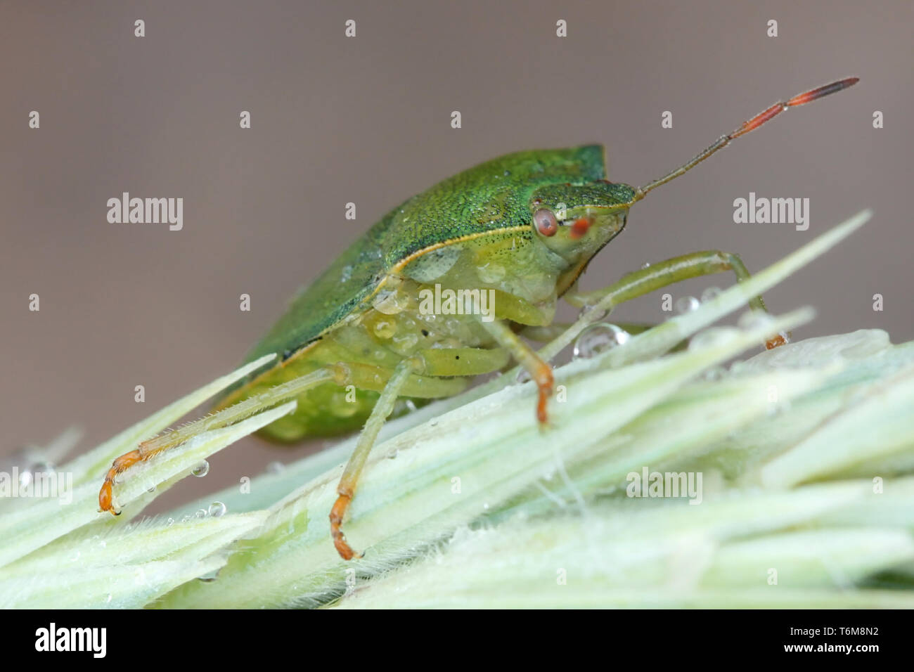 Green Shield bug, ou stink bug, Palomena prasina Banque D'Images