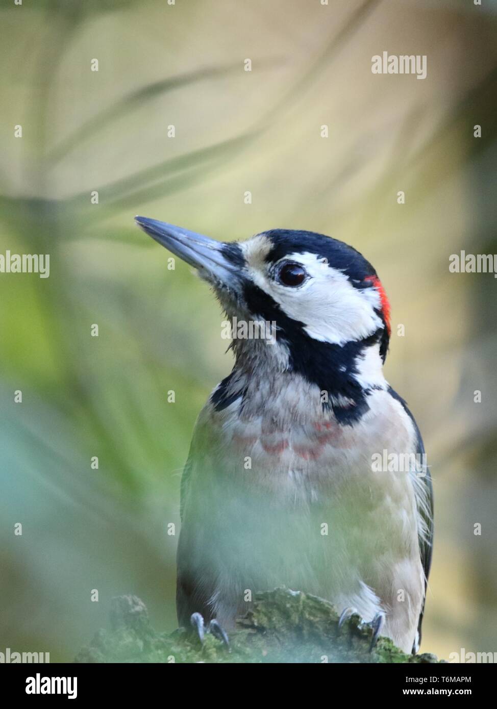 Plus grand pic mar (Dendrocopos major) en automne les bois. Homme perché, peeking through branches mortes, montrant plumage. Le 29 octobre 2018. Banque D'Images