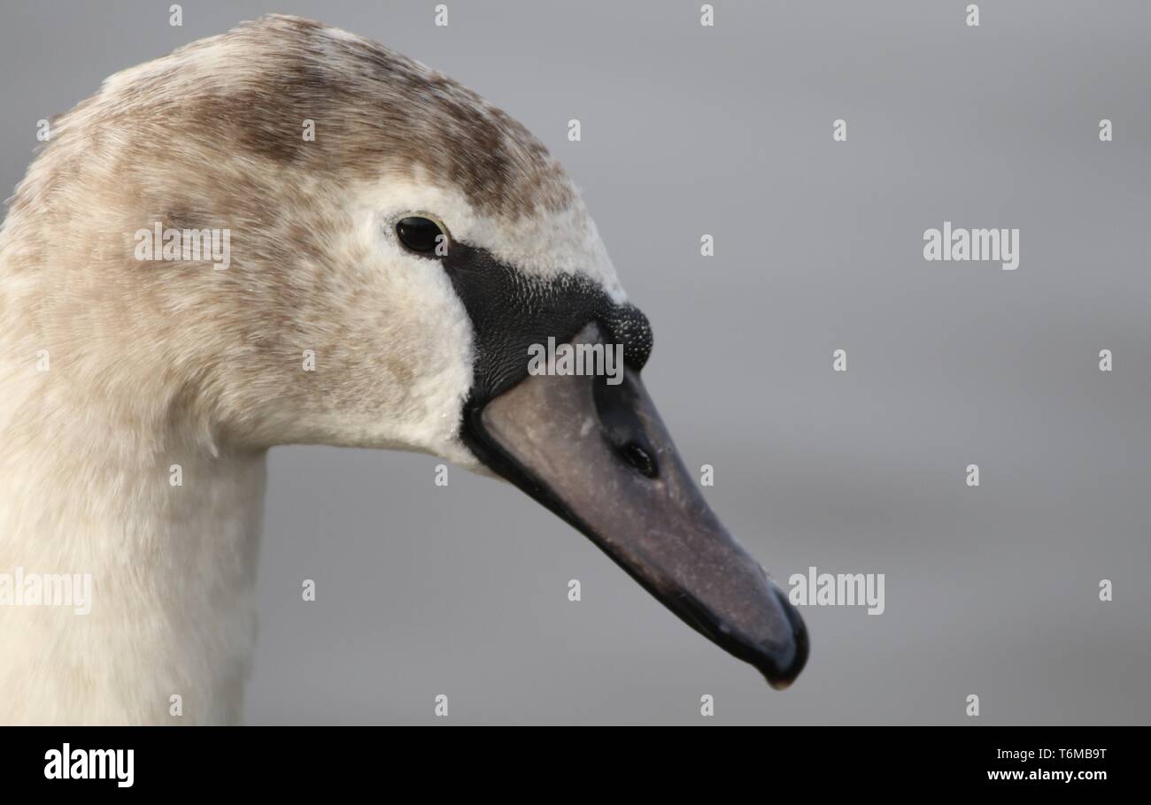 Close up portrait of juvenile mute swan (Cygnus olor) montrant le bec et le plumage de la tête gris. Le Gloucestershire, Royaume-Uni, février 2019 Banque D'Images