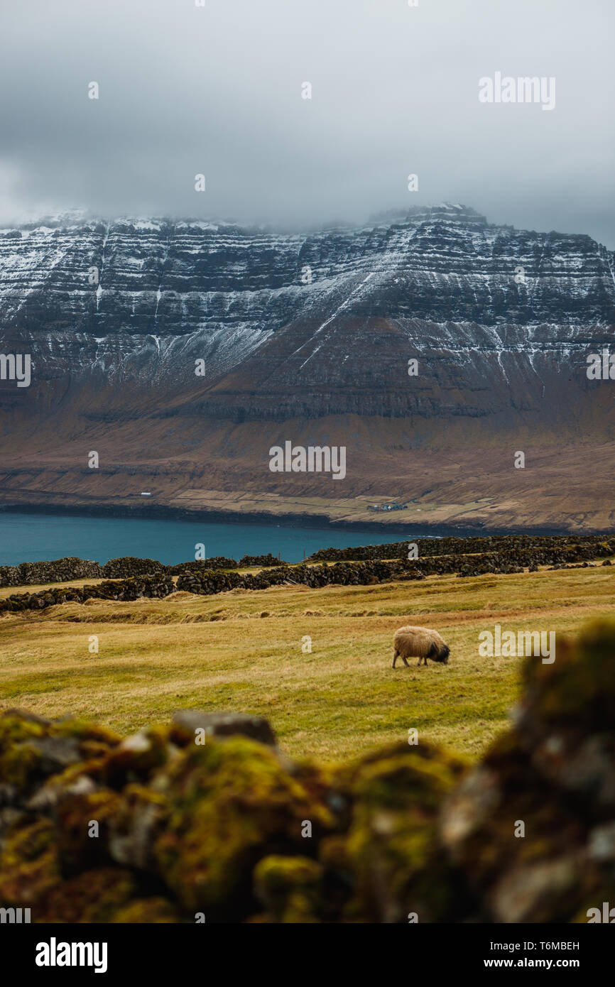Les moutons placés le hike à Kap Enniberg en face de brumeuse, ses montagnes couvertes de neige dans la région de Viðareiði (îles Féroé, Danemark, Europe) Banque D'Images
