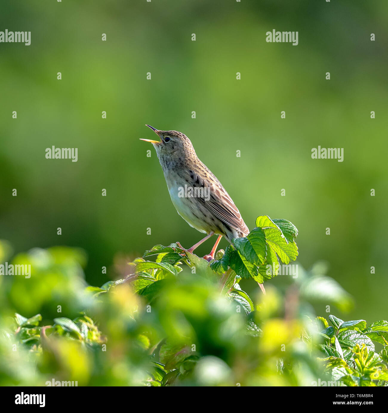 Locustella naevia Grasshopper Warbler () Banque D'Images