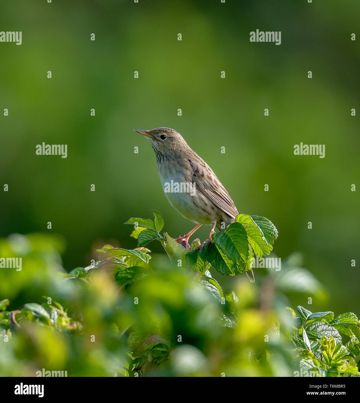 Locustella naevia Grasshopper Warbler () Banque D'Images