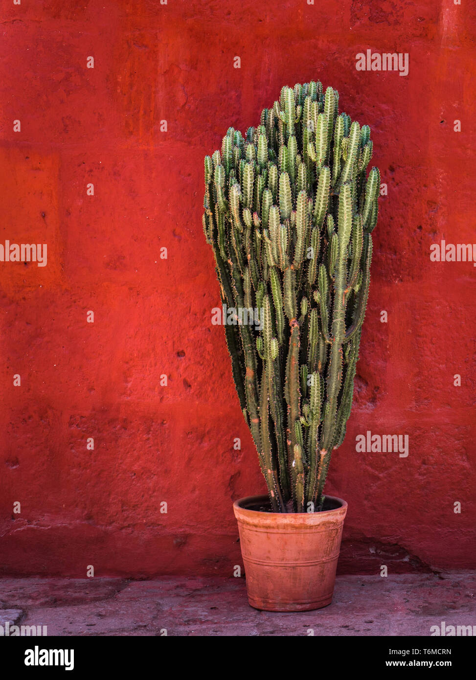Cactus vert sur rouge textured wall Banque D'Images