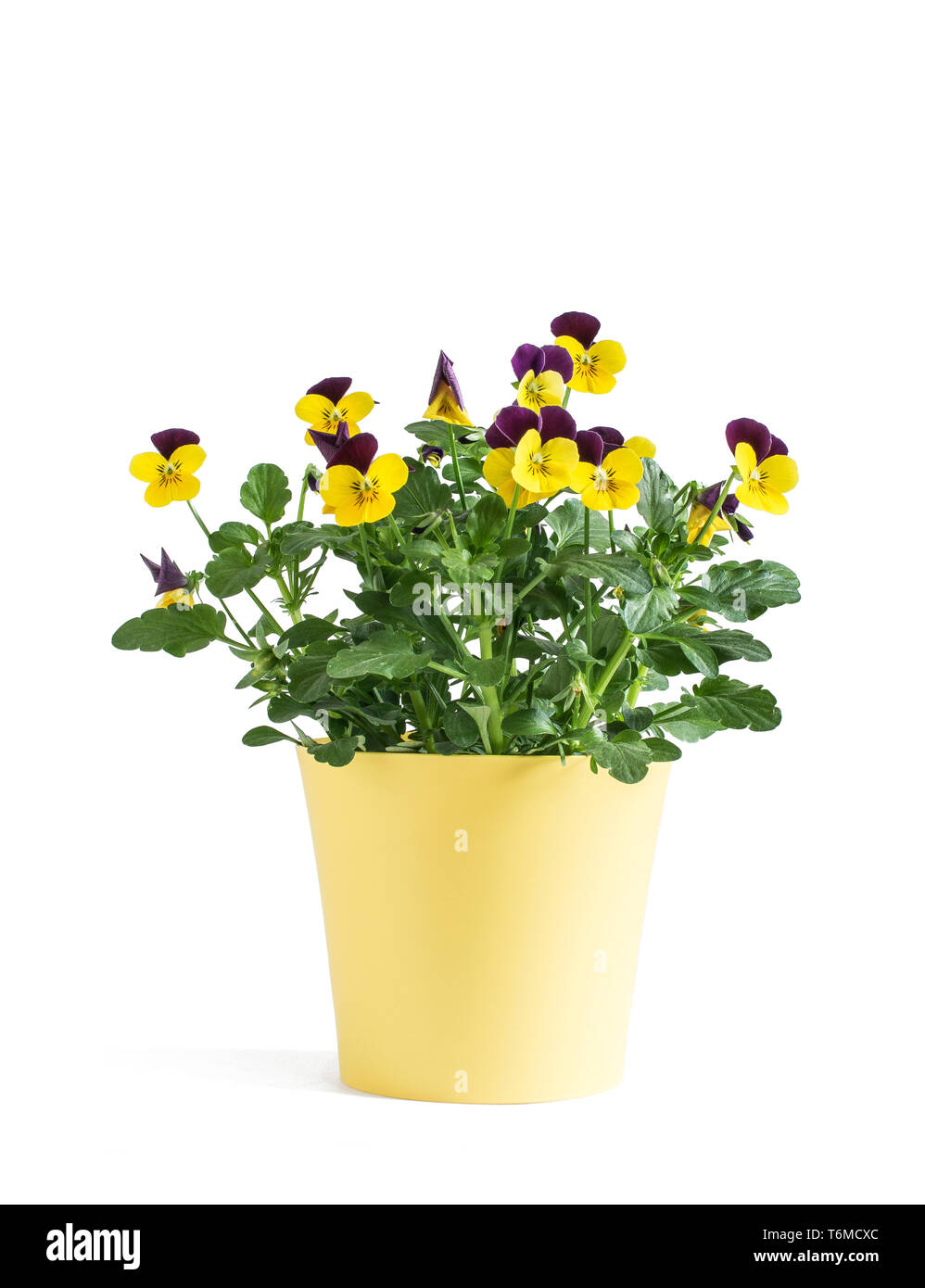 Heartsease fleur en vase jaune isolé sur fond blanc Banque D'Images