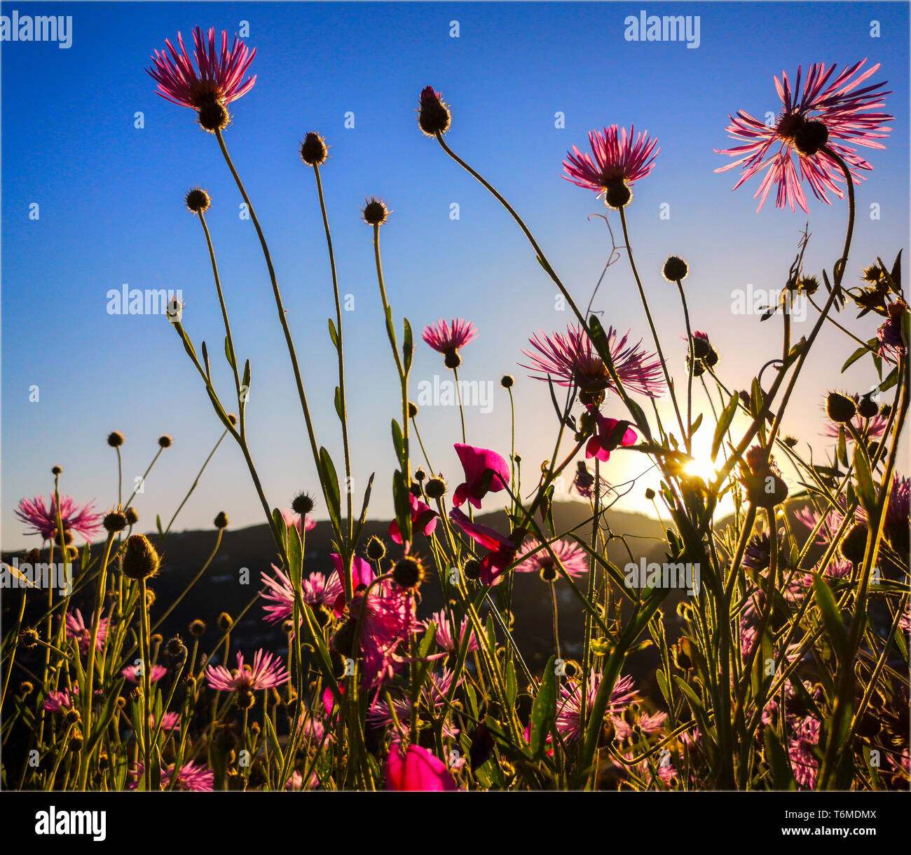 Pois doux espagnol (Lathyrus odoratus) et Purple Milk thistle (Galactites tomentosa) à la fin du soleil du soir. Frigiliana Campo, Andalousie, Espagne Banque D'Images