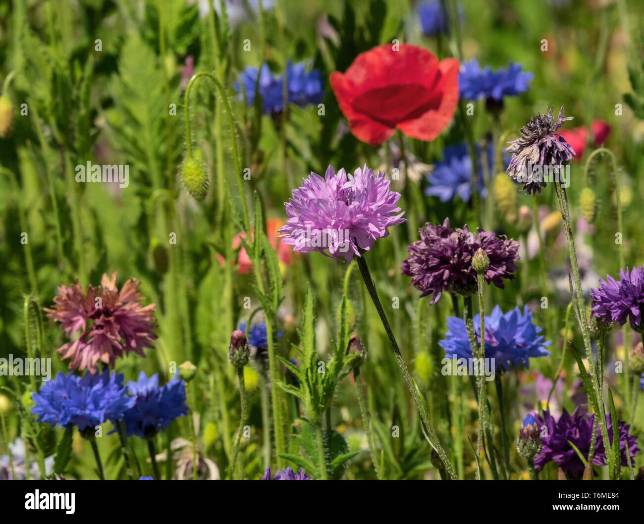 Libre d'une prairie fleurie en été Banque D'Images