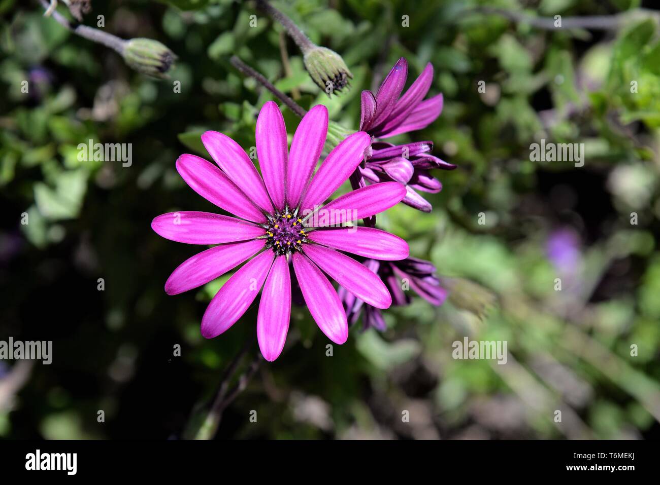 Marguerites mauves. Banque D'Images