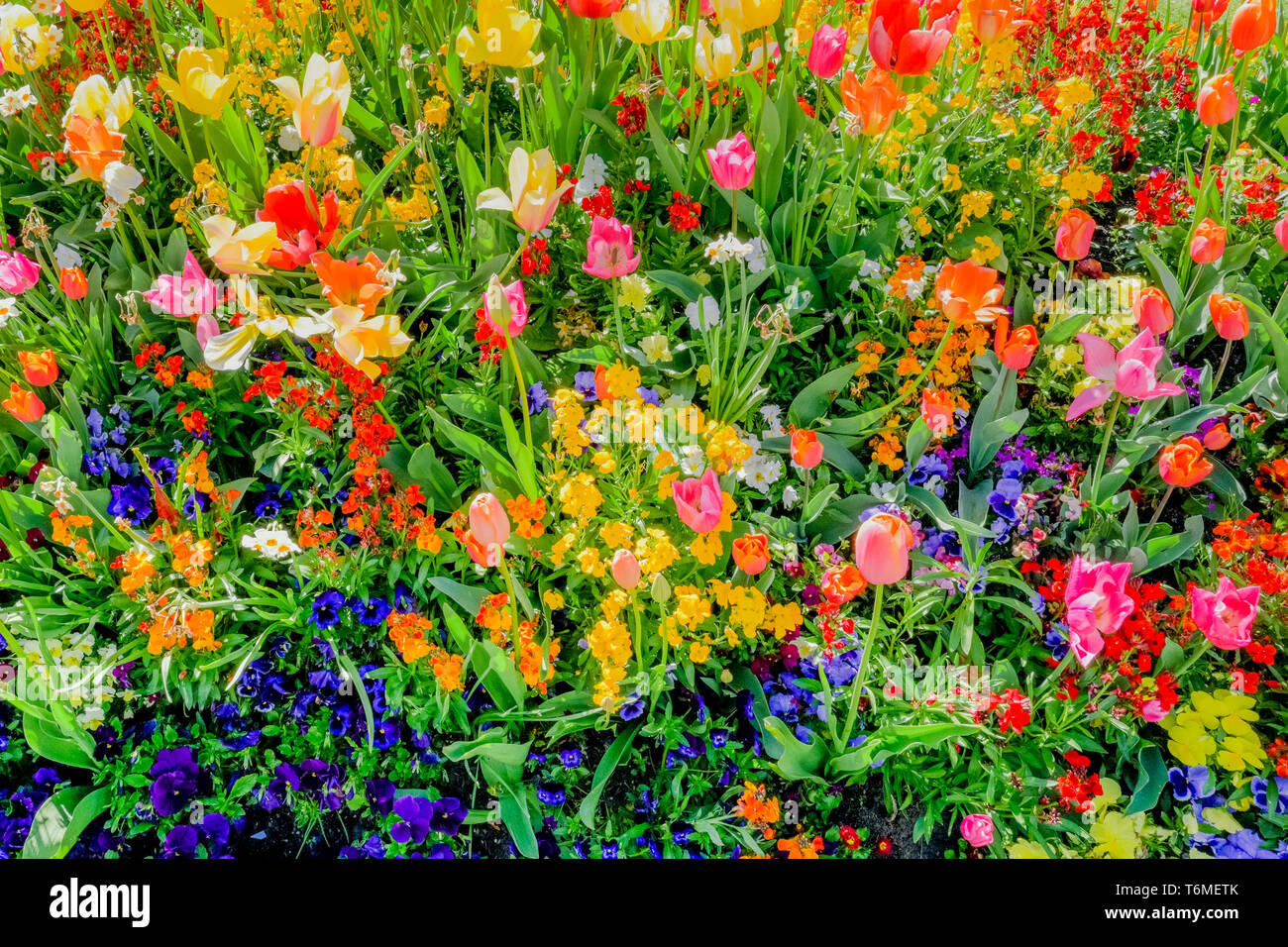 Printemps coloré fleur lit avec des tulipes et pensées Banque D'Images