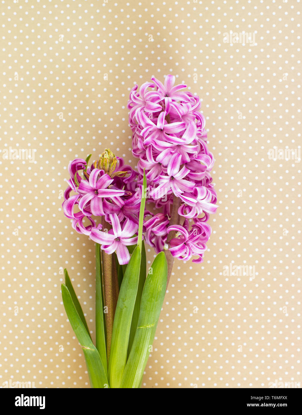 Jacinthe violette Banque de photographies et d'images à haute résolution -  Alamy